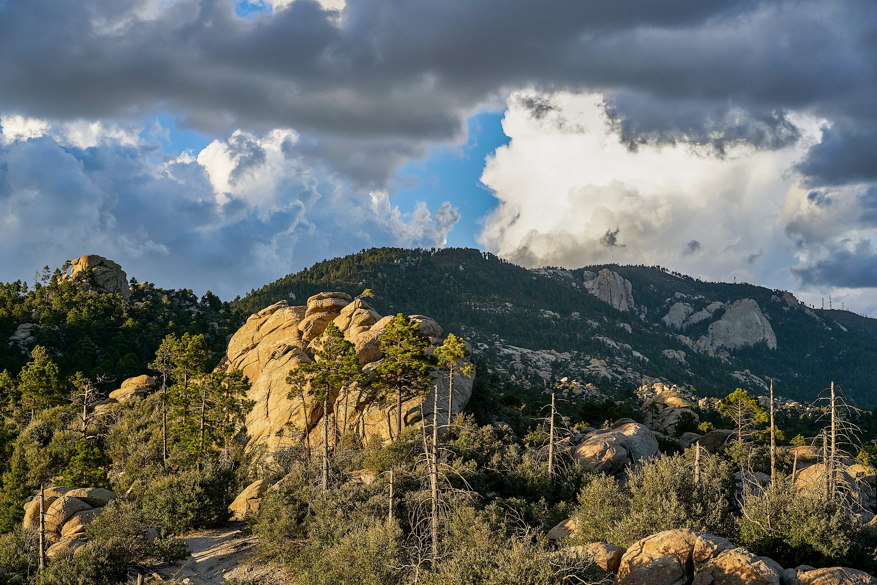 mt lemmon trail  Hike Lemmon!