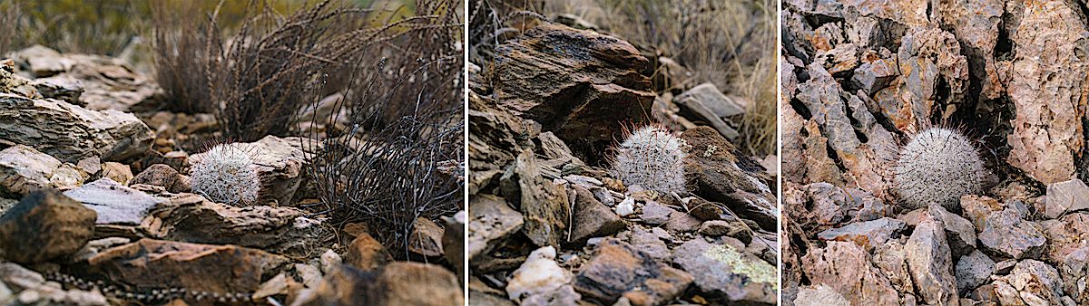 Cactus in the SunZia Right of Way. December 2017.