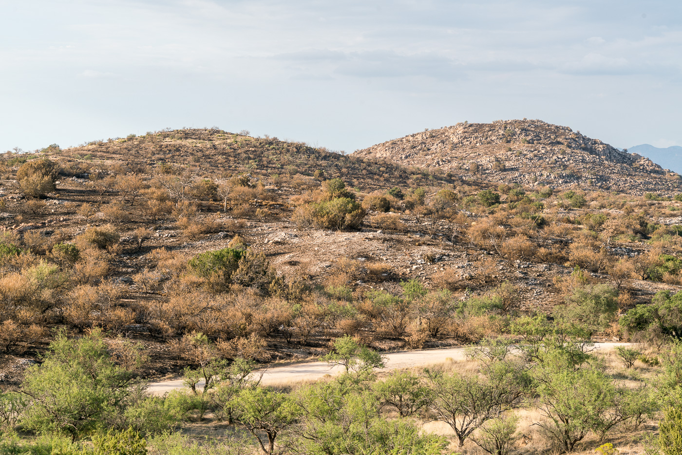 The Burro Fire was stopped at Redington Road and in this view you can see the green vegetation south of the road and burned area north of the road. July 2017.