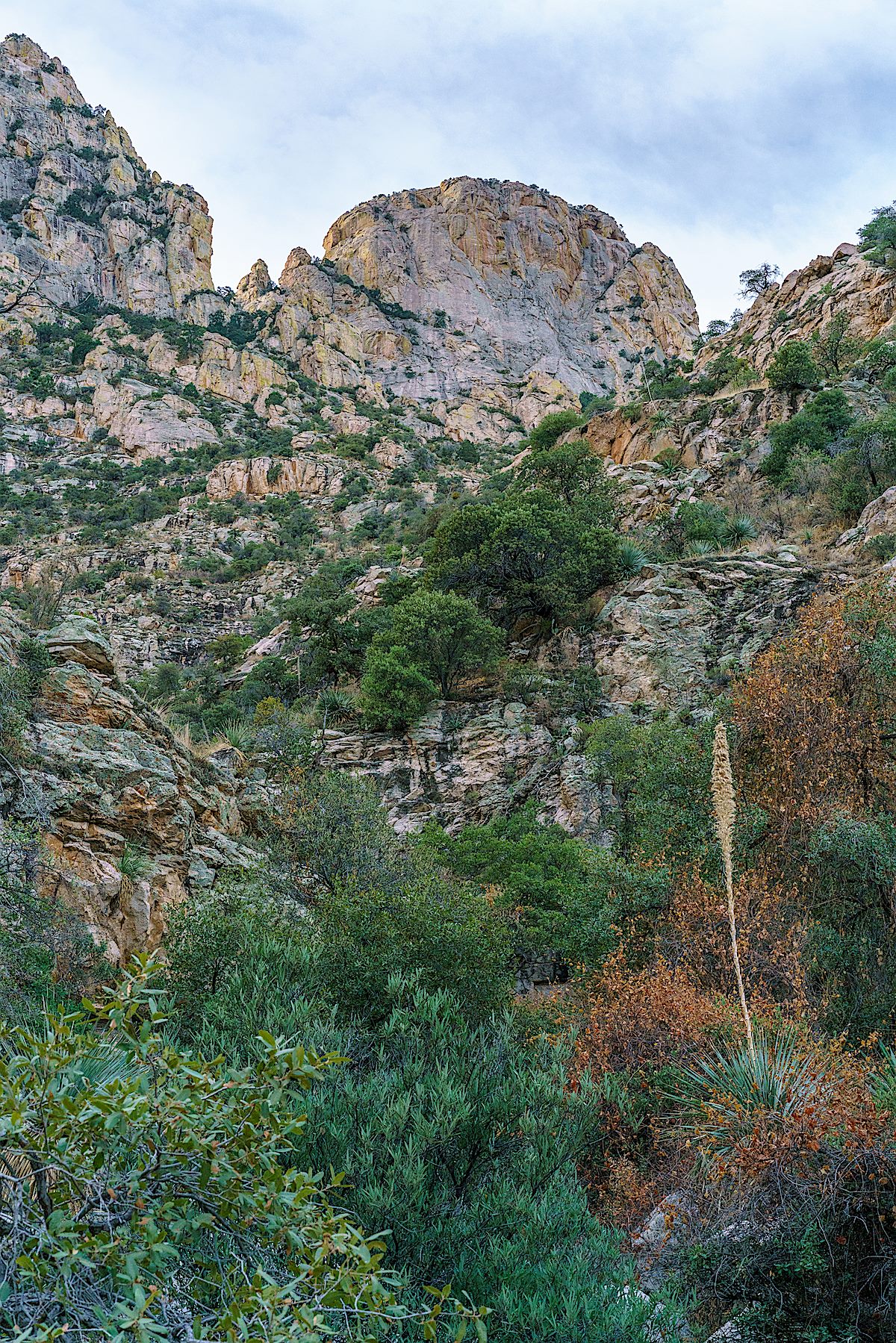 Looking up at Table Mountain from Dead Horse Canyon. December 2017.