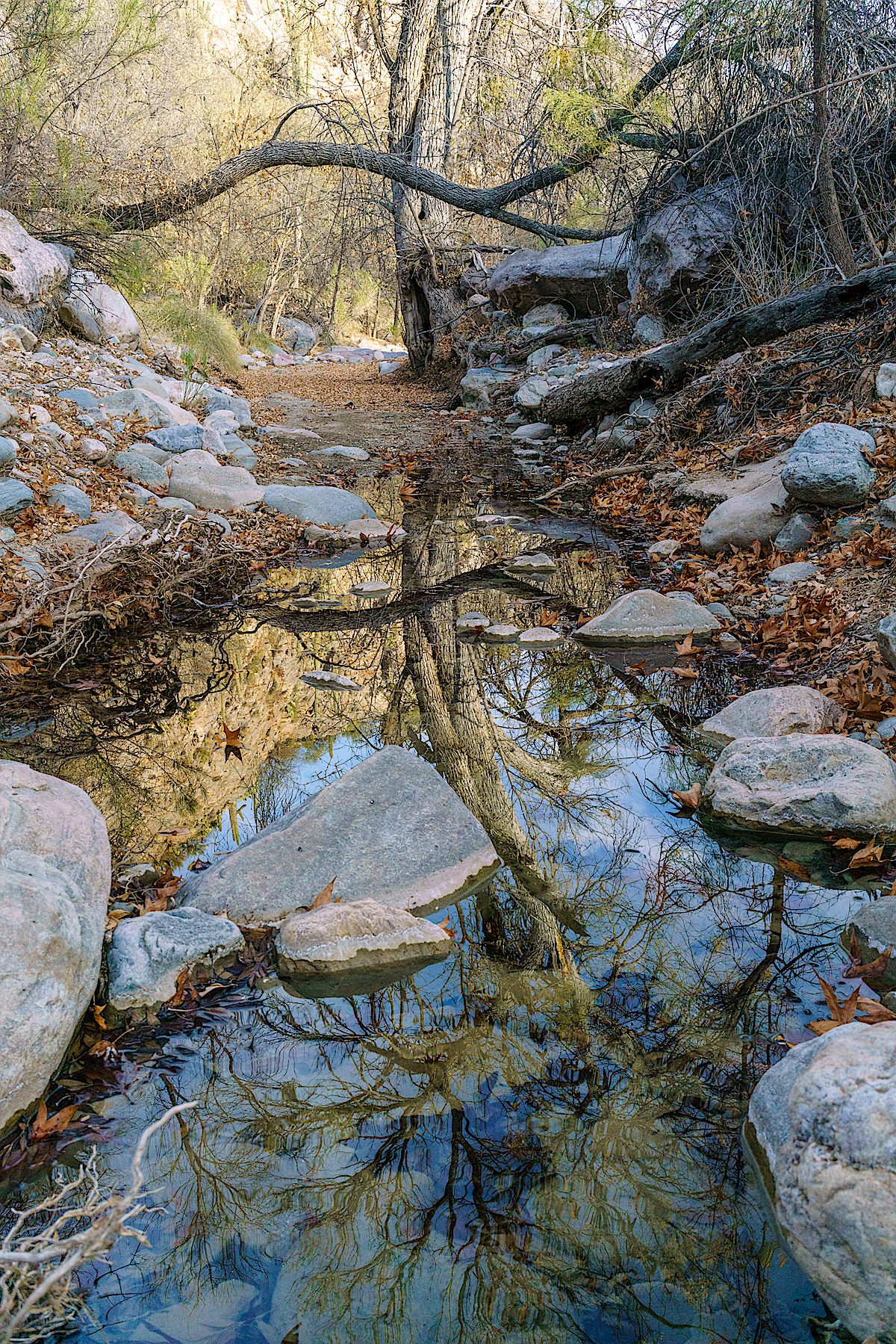 A reflection at the end of the surface water below the spring in Edgar Canyon. January 2018.