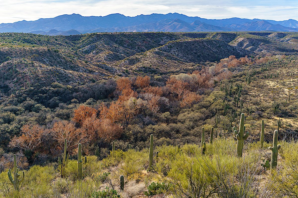 Sycamores and Saguaros in Edgar Canyon. January 2018.