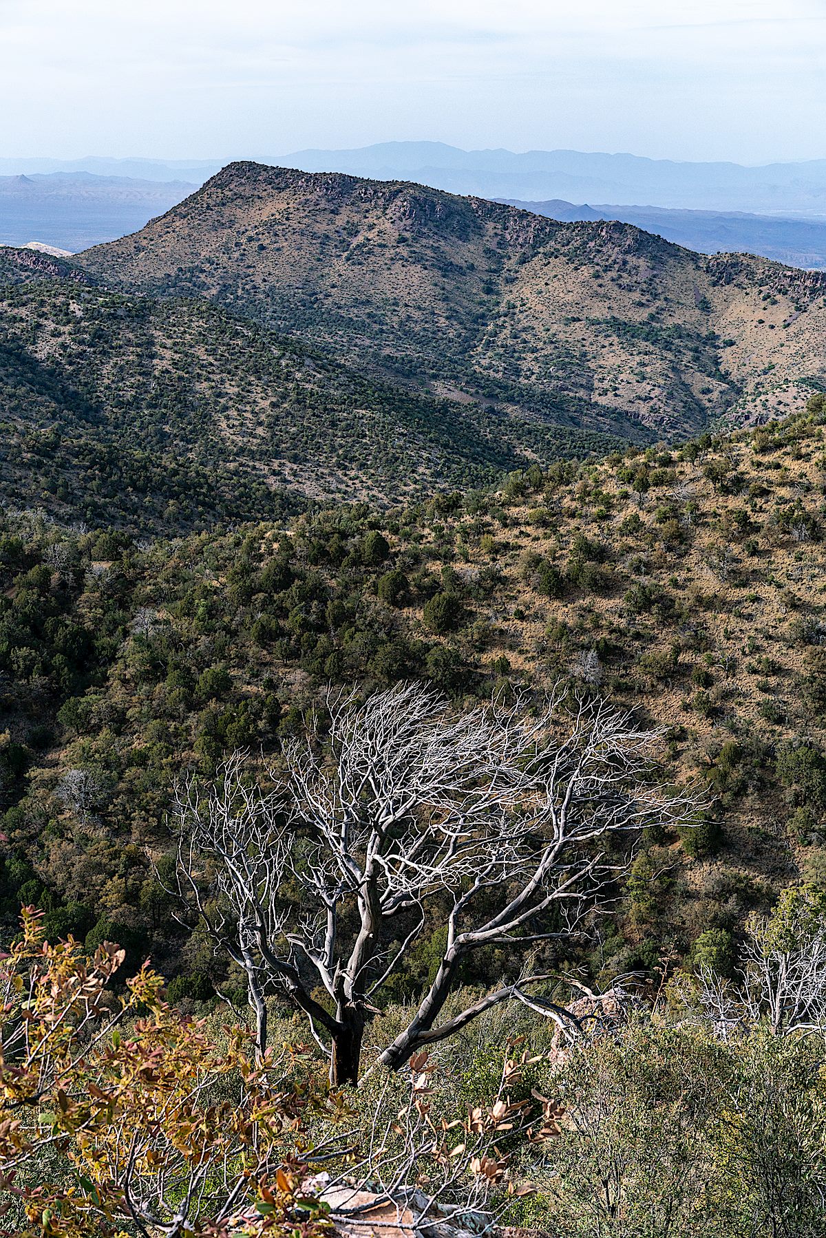 Apache Peak from a high point off FR4475 below Oracle Ridge. April 2018.
