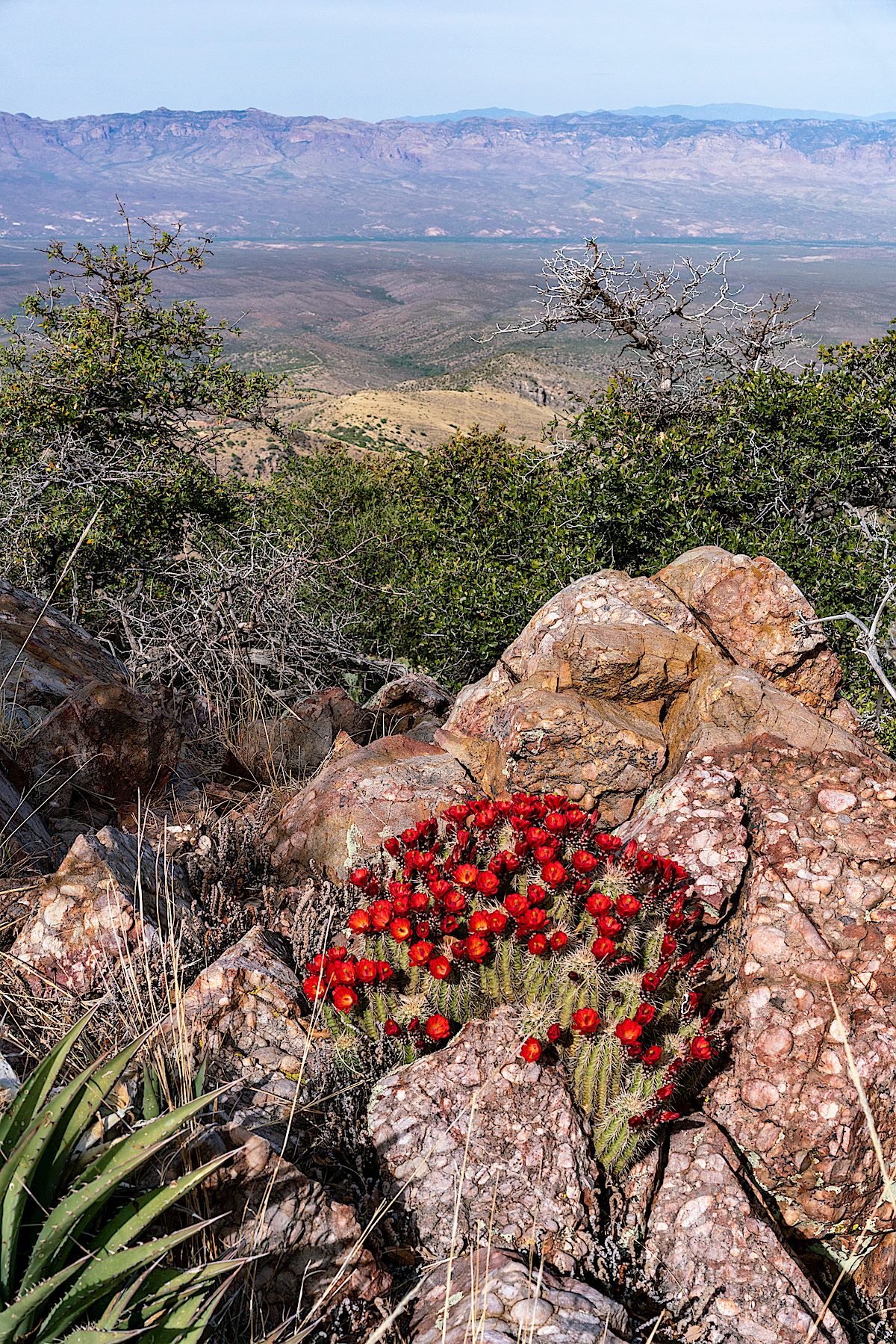 Hedgehog cactus and a view across the San Pedro River Valley from a high point off FR4475. April 2018.