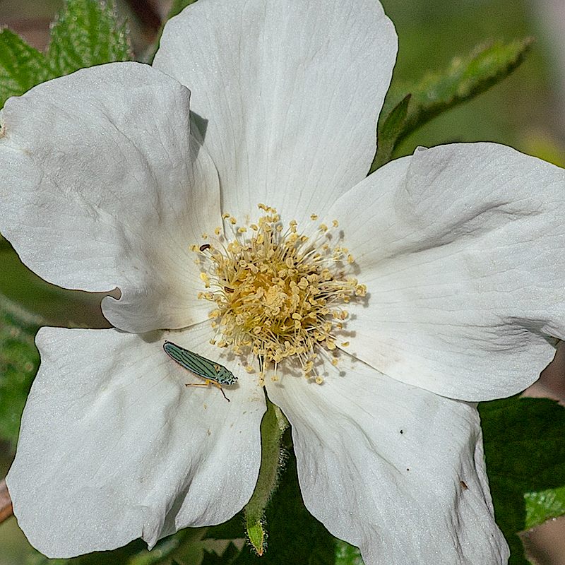 New Mexico Raspberry Flower. May 2018.