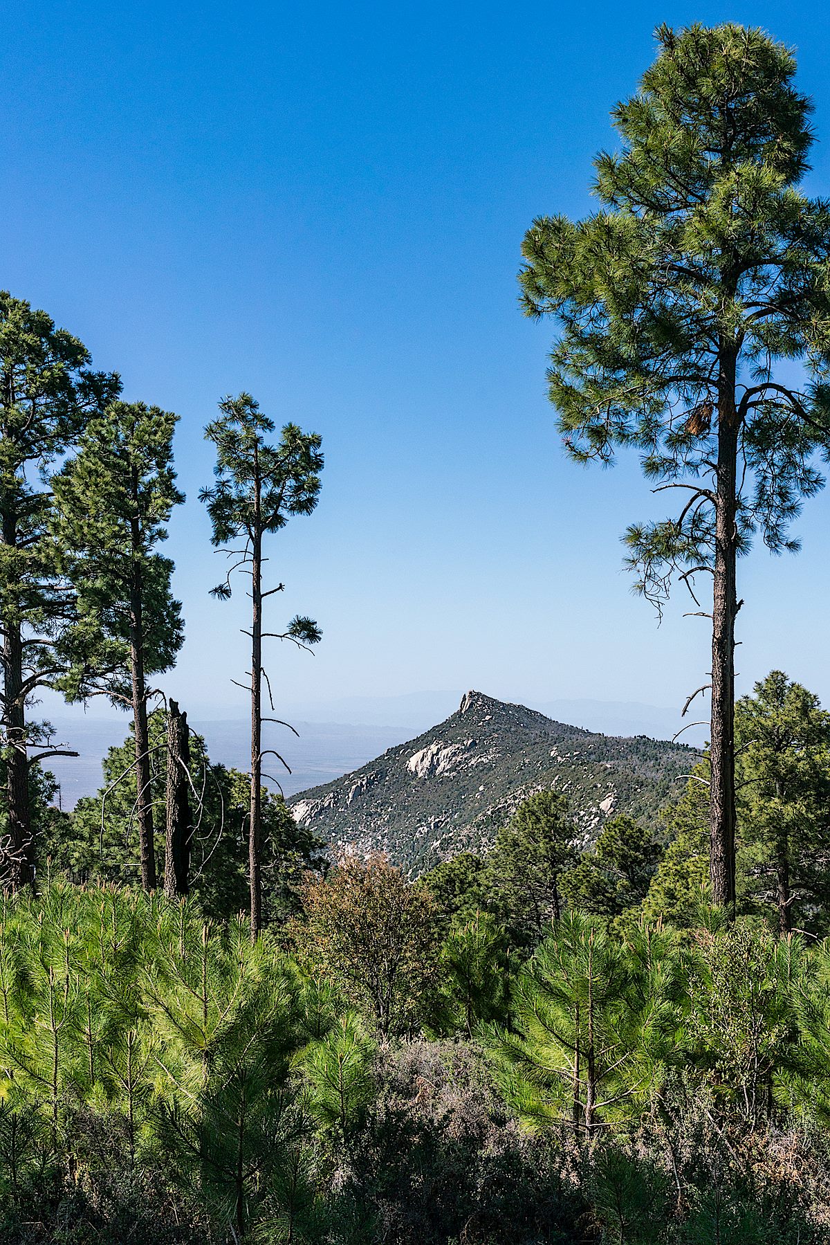 Samaniego Peak. May 2018.
