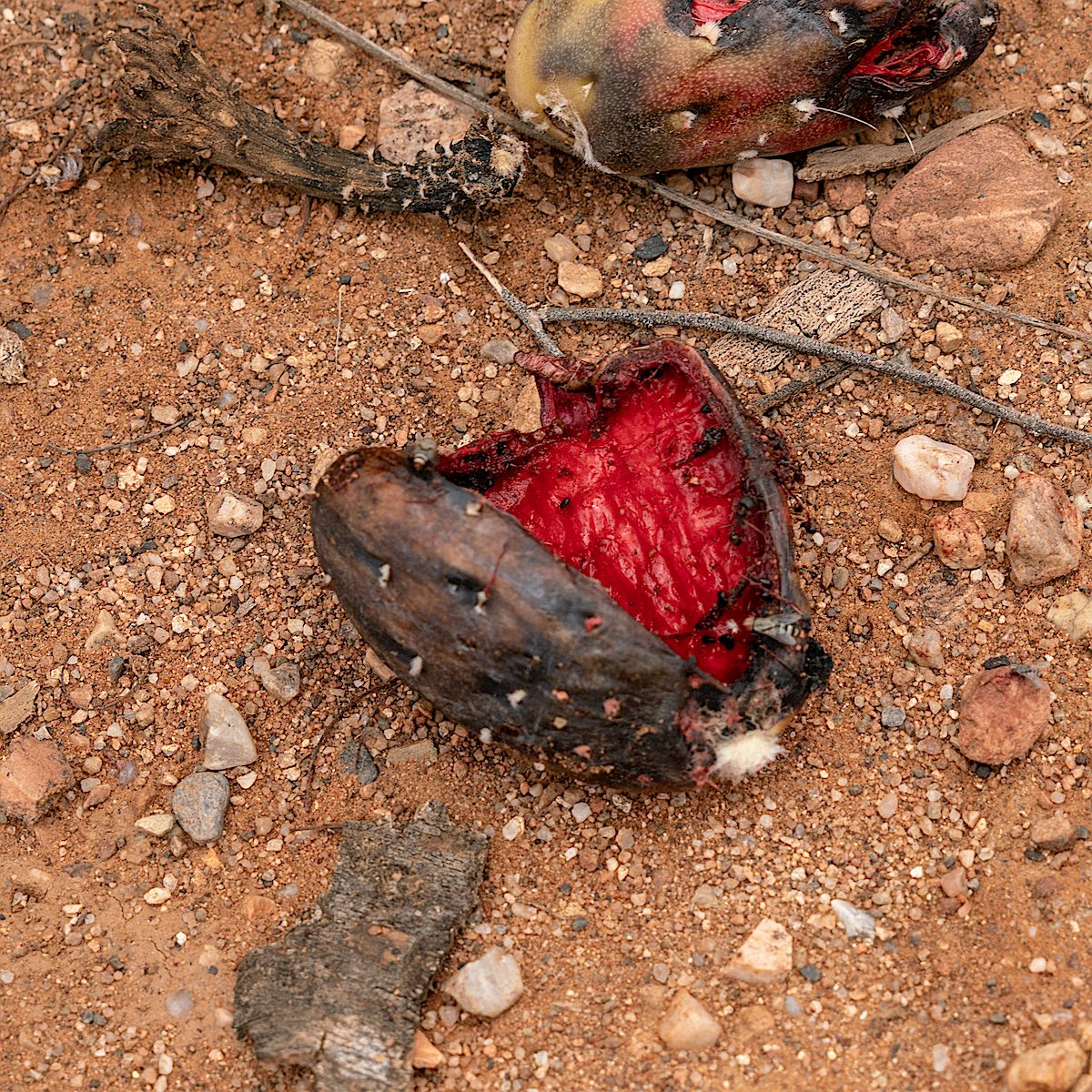 Fallen Saguaro fruit along the Sunzia Route. July 2018.