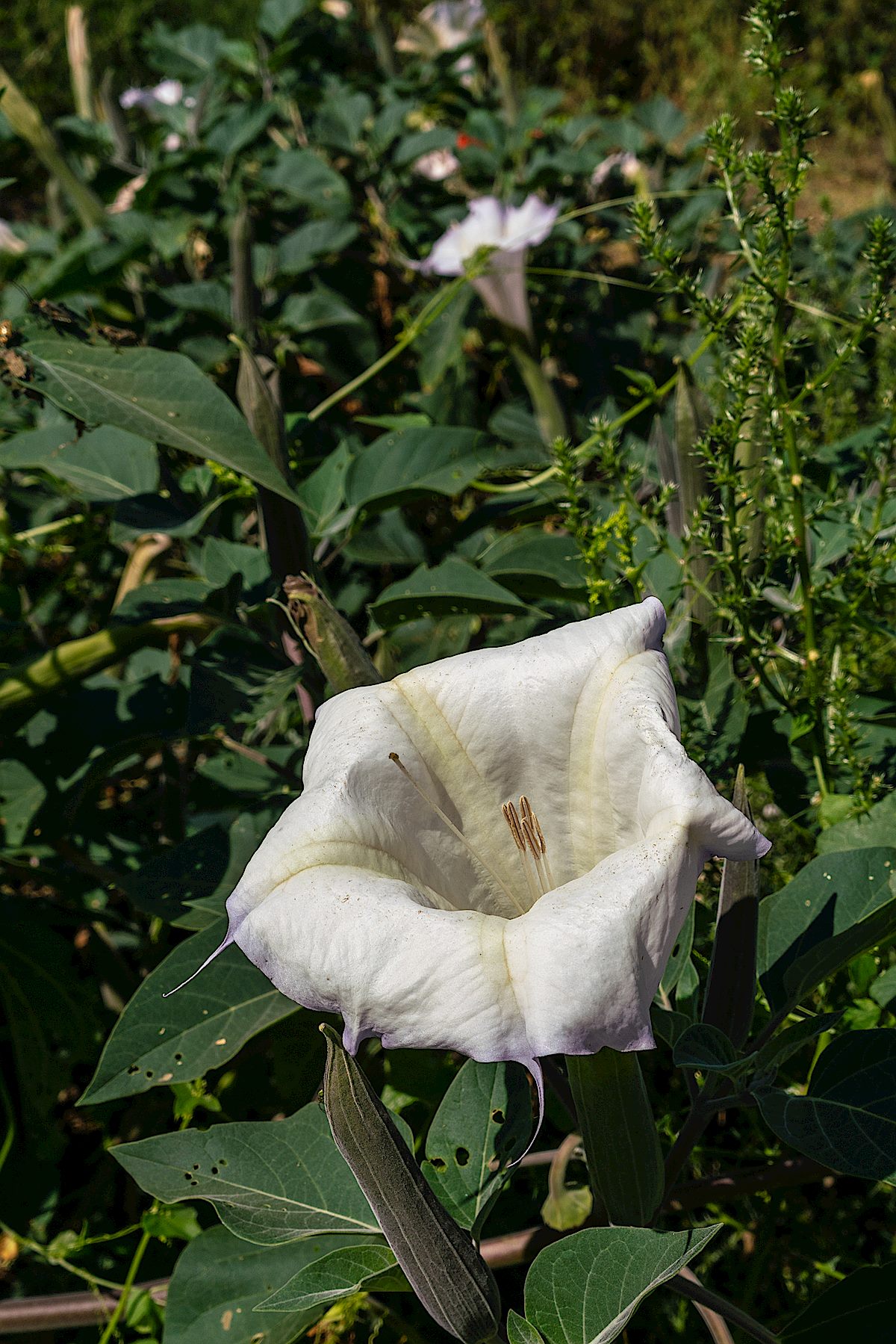 Sacred Datura in the Sycamore Reservoir Area. September 2018.