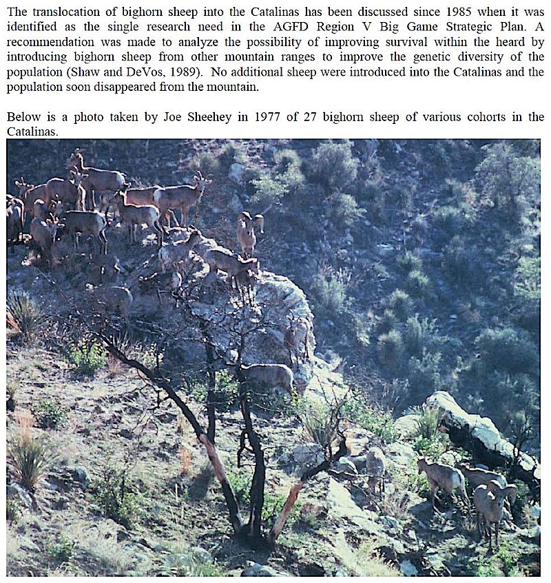An excerpt from page 4 of the AZGFD 2011 Bighorn Restoration Project Proposal showing a photo captioned in part as 