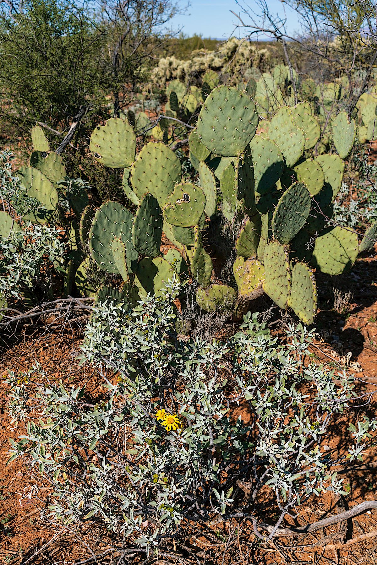 Red Sand, Prickly Pear and Brittle Bush. January 2019.
