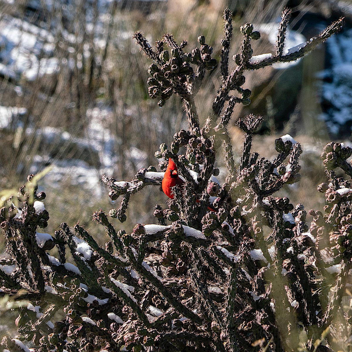 Cardinal and Snowy Cholla. January 2019.