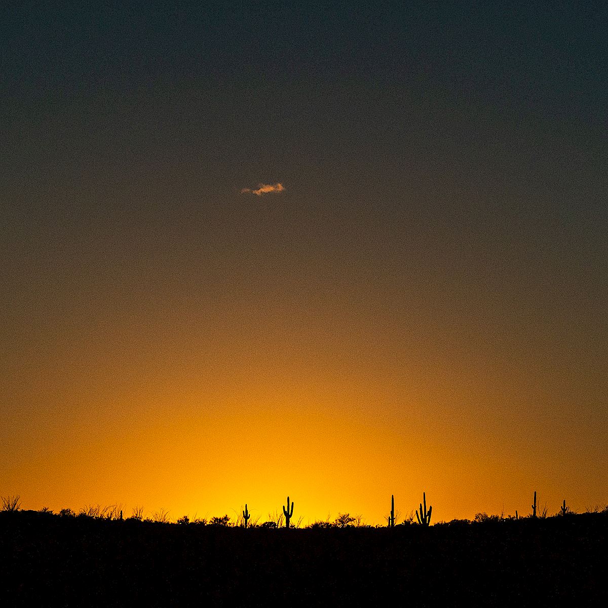 Saguaro Sunset. January 2019.