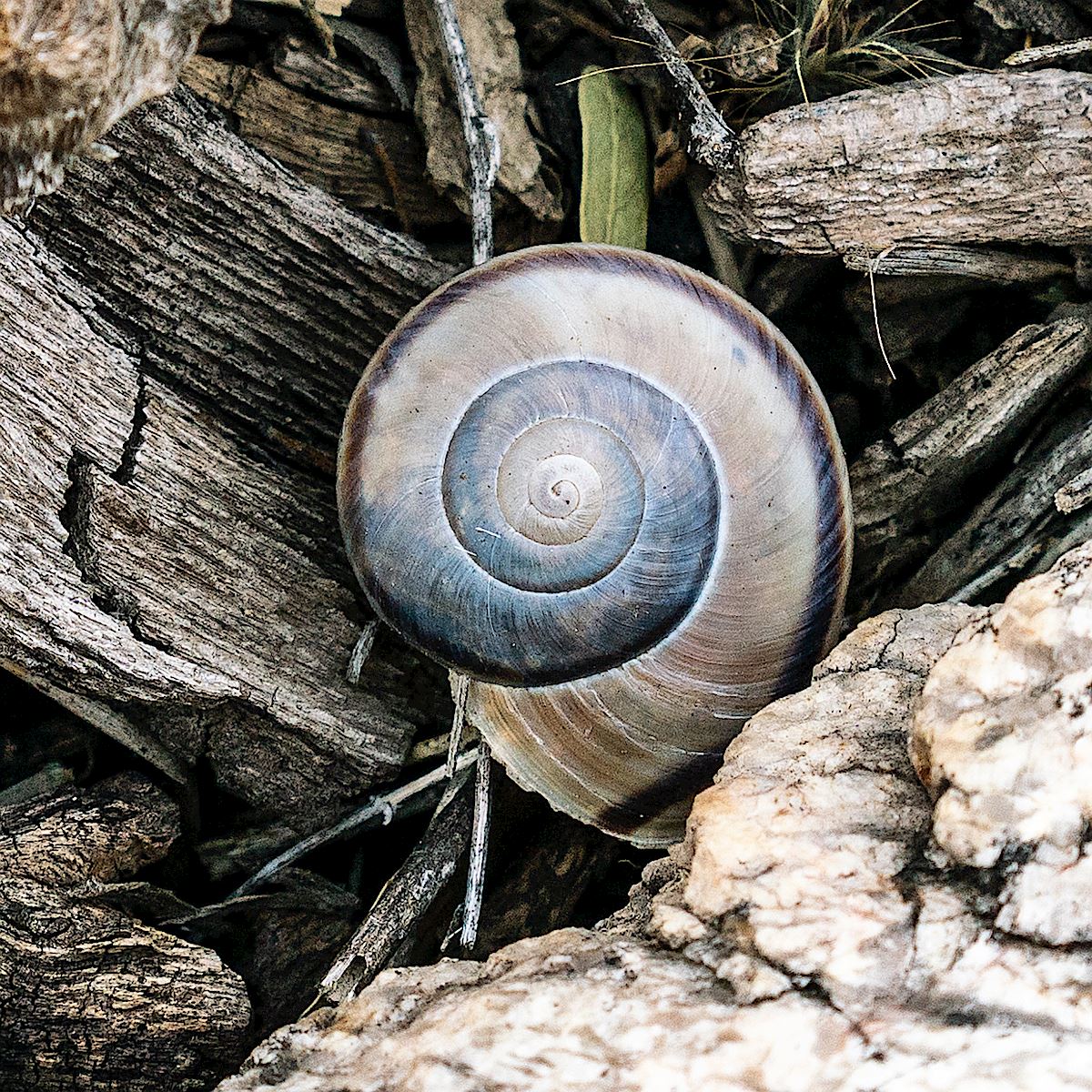 Snail shell near Agua Caliente Canyon. January 2019.
