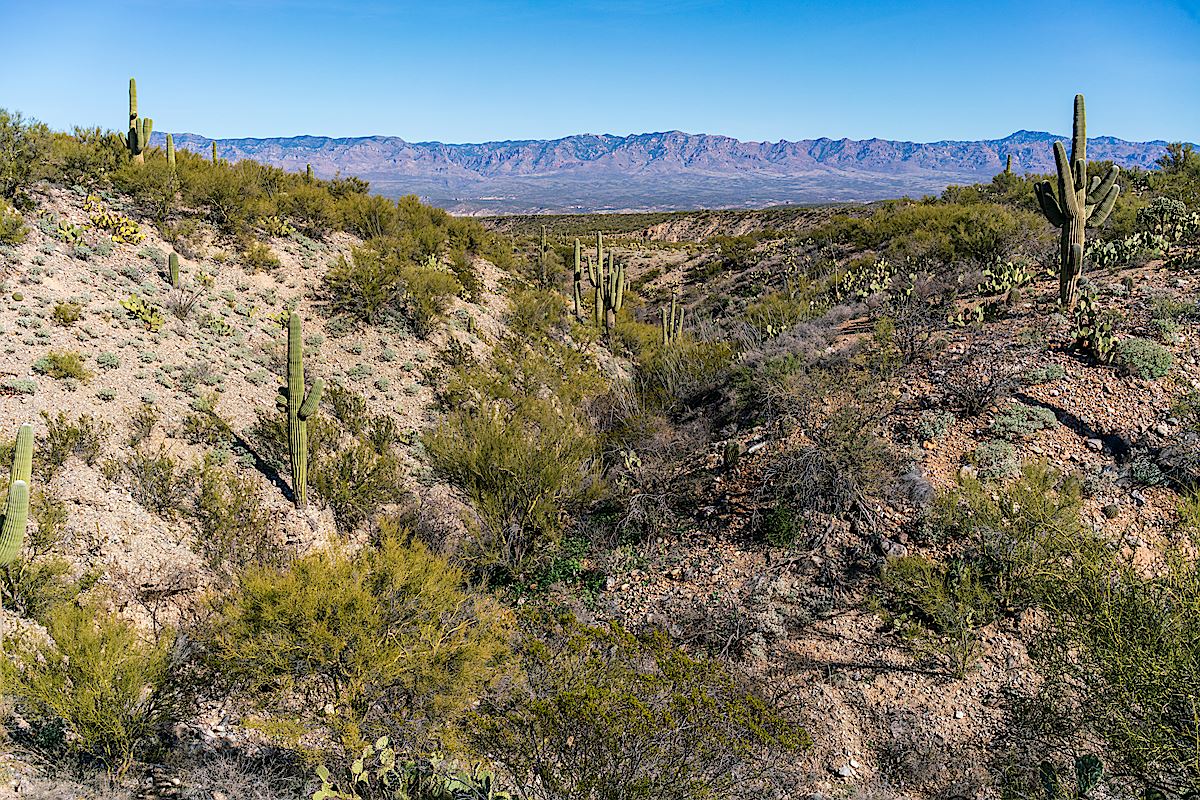 Wash and Saguaros along the SunZia Transmission Line route. January 2019.