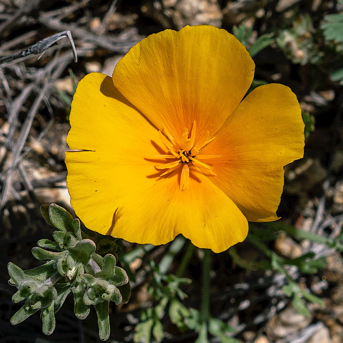Poppy just off Soldier Trail. February 2019.