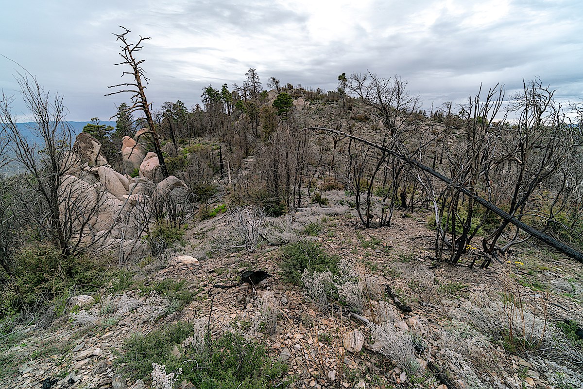 Below Point 7162 in an area burned by the Burro Fire. May 2019.