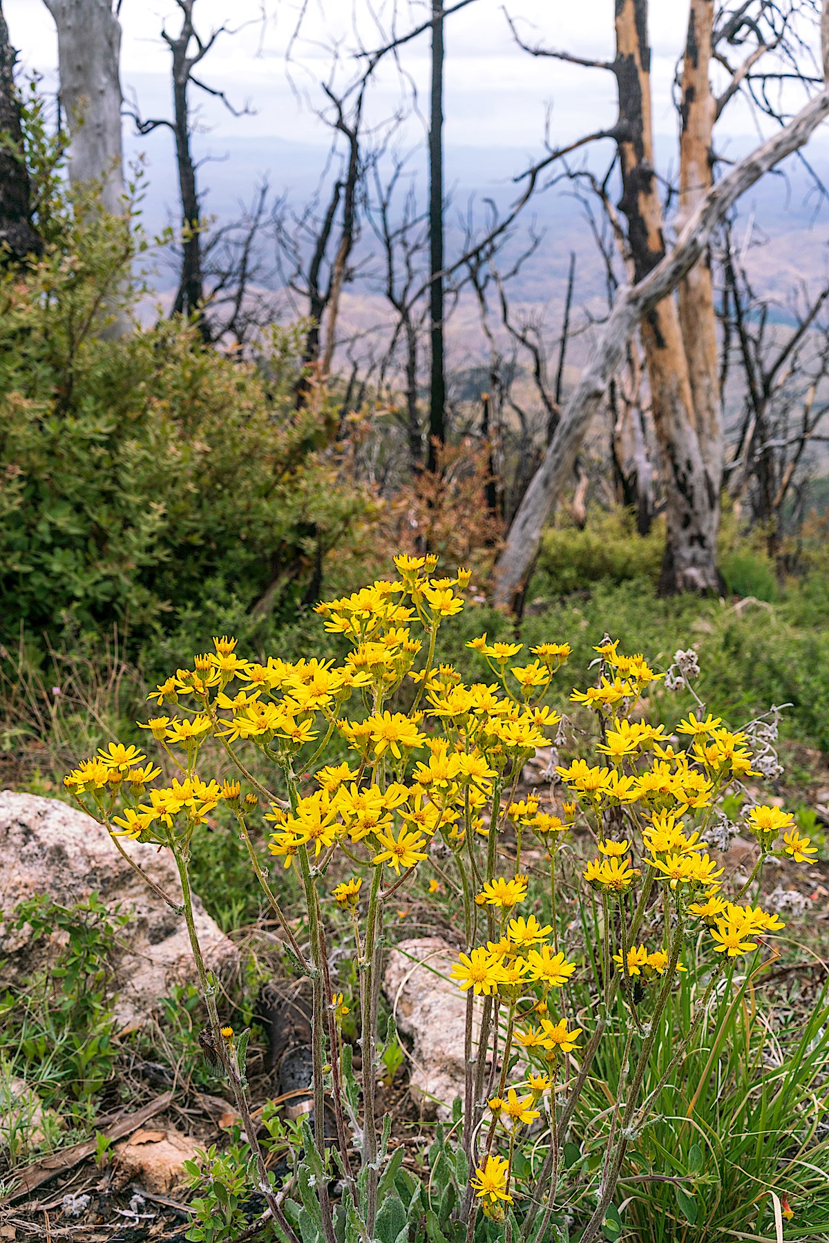 Flowers growing in and area burned by the Burro Fire. May 2019.