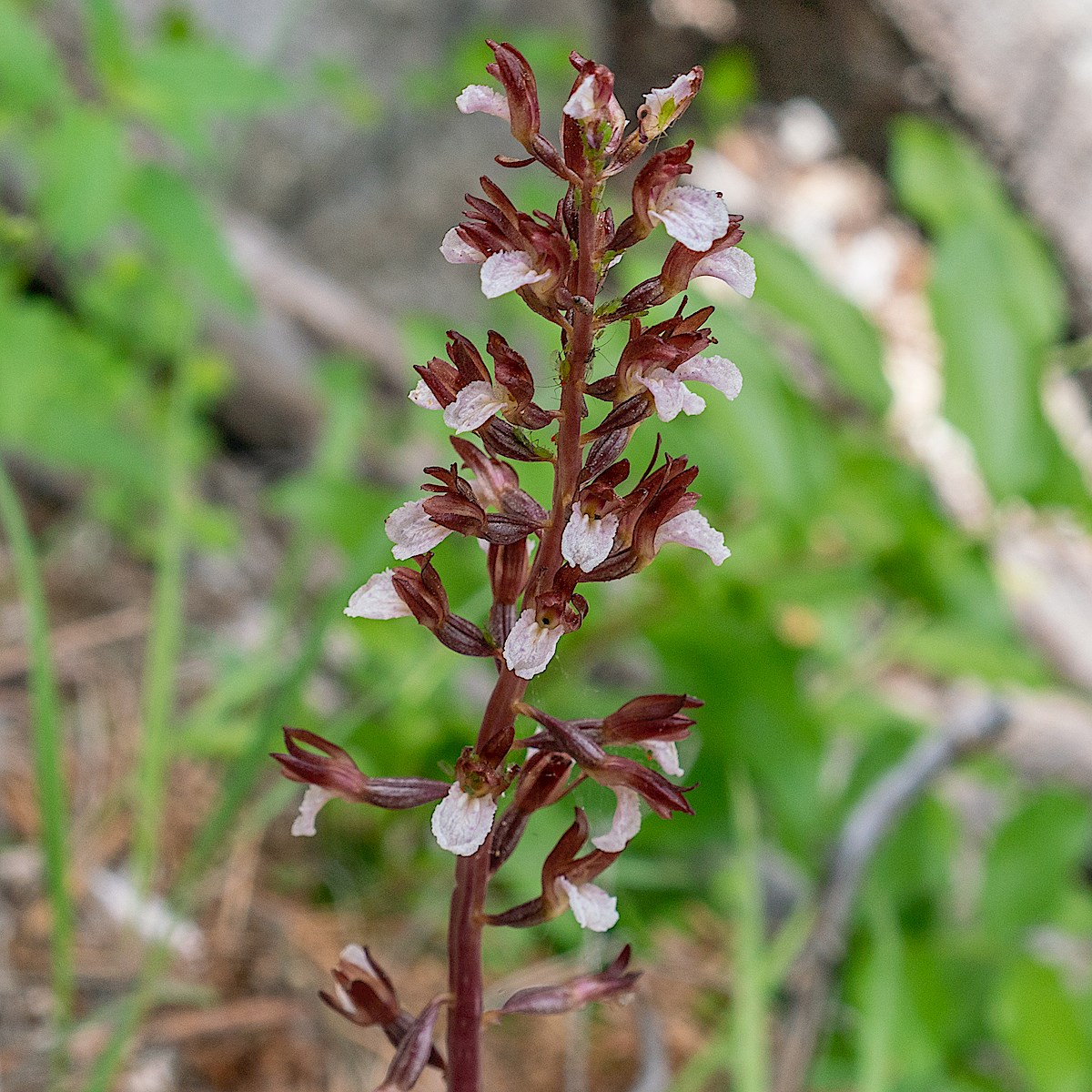 Coralroot on the Green Mountain Trail. May 2019.