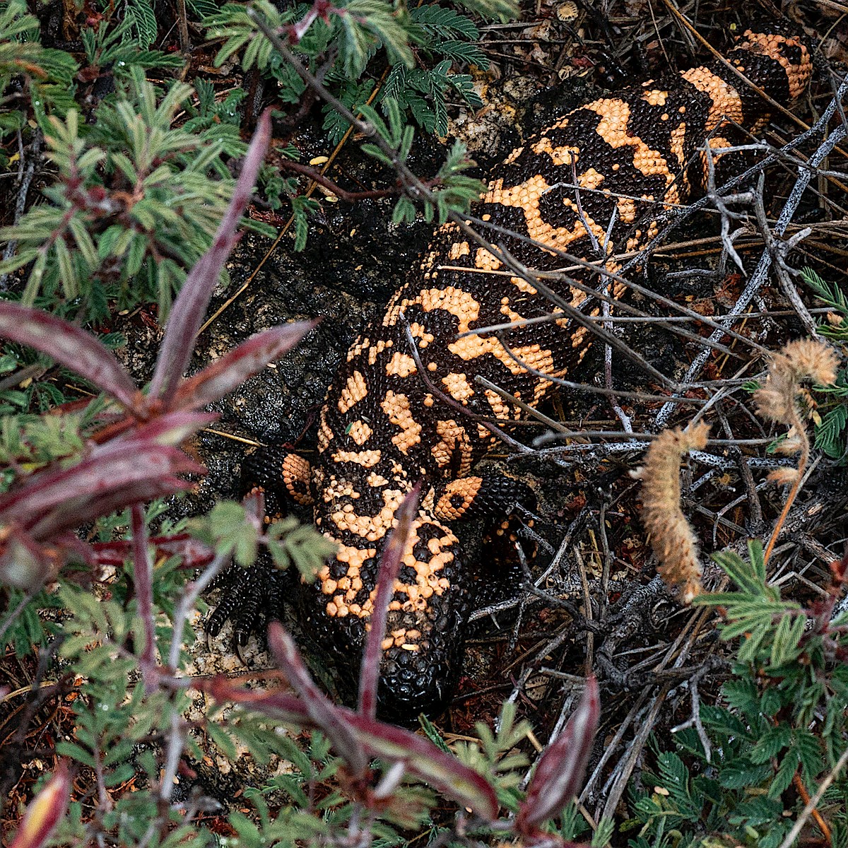 Gila Monster near the Babad Do'ag Trail. May 2019.