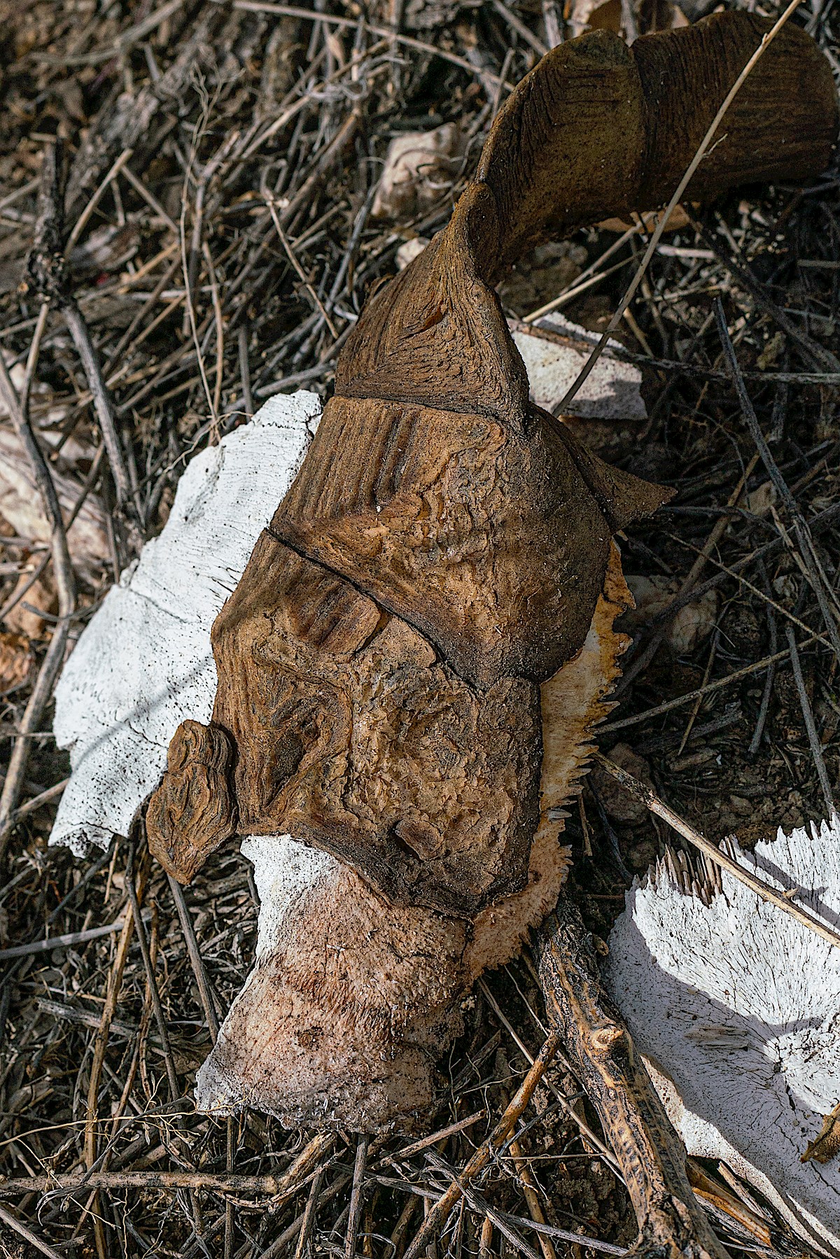 Tortoise remains. May 2019.