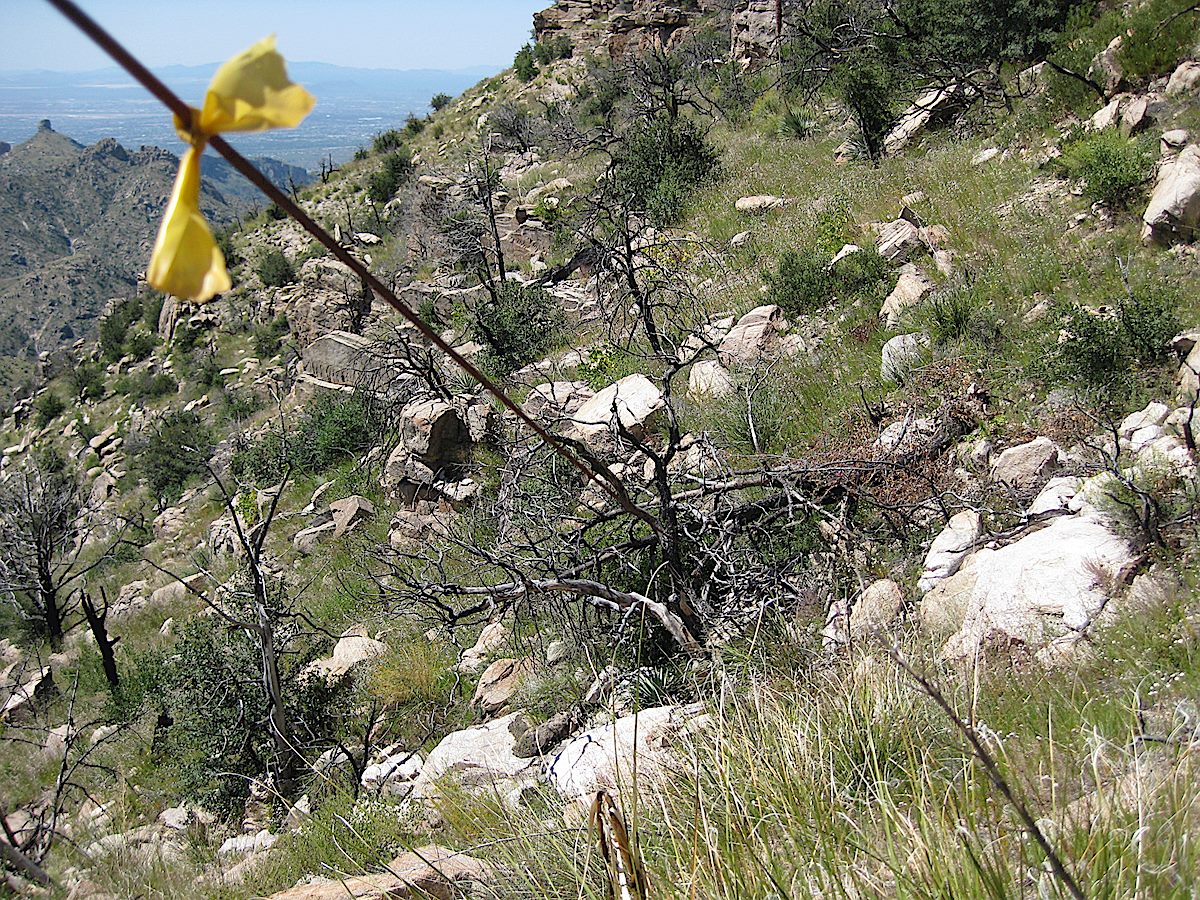 The old telephone line crossing the Palisade Trail. September 2009.