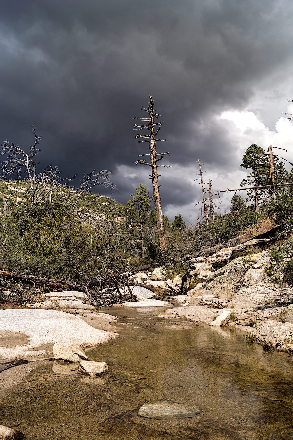 Looking up Pine Canyon into the approaching storm. October 2014.