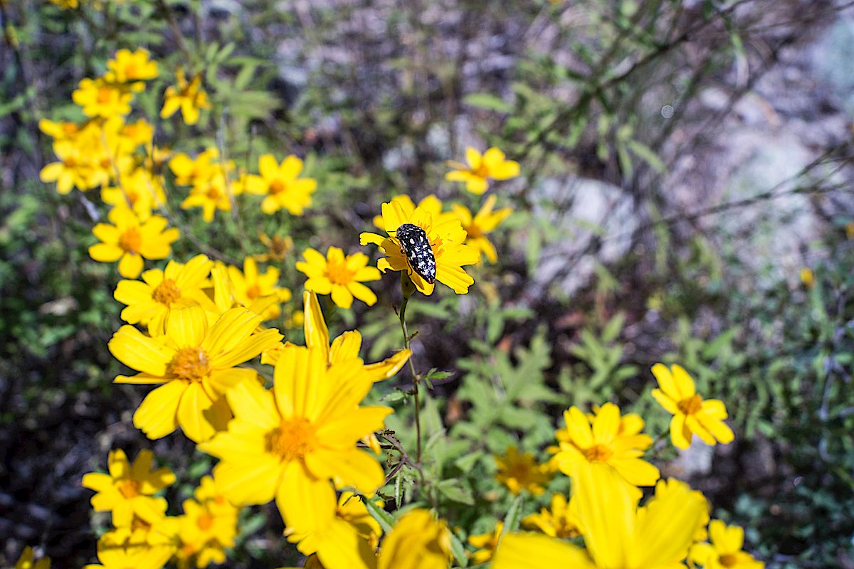 An Acmaeodera on yellow flowers - in Pine Canyon near the Palisade Trail . October 2014.