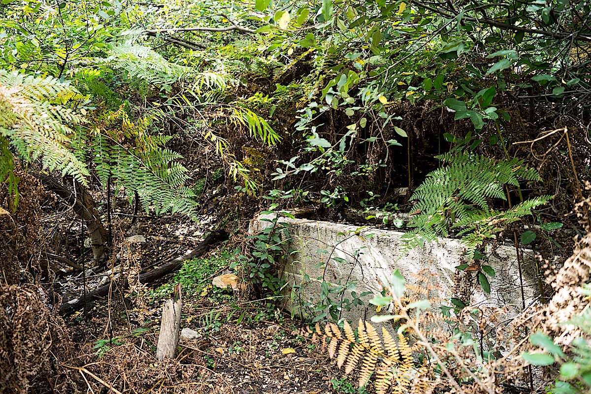 Mud Spring Tank - full of water and surrounded by green. October 2014.