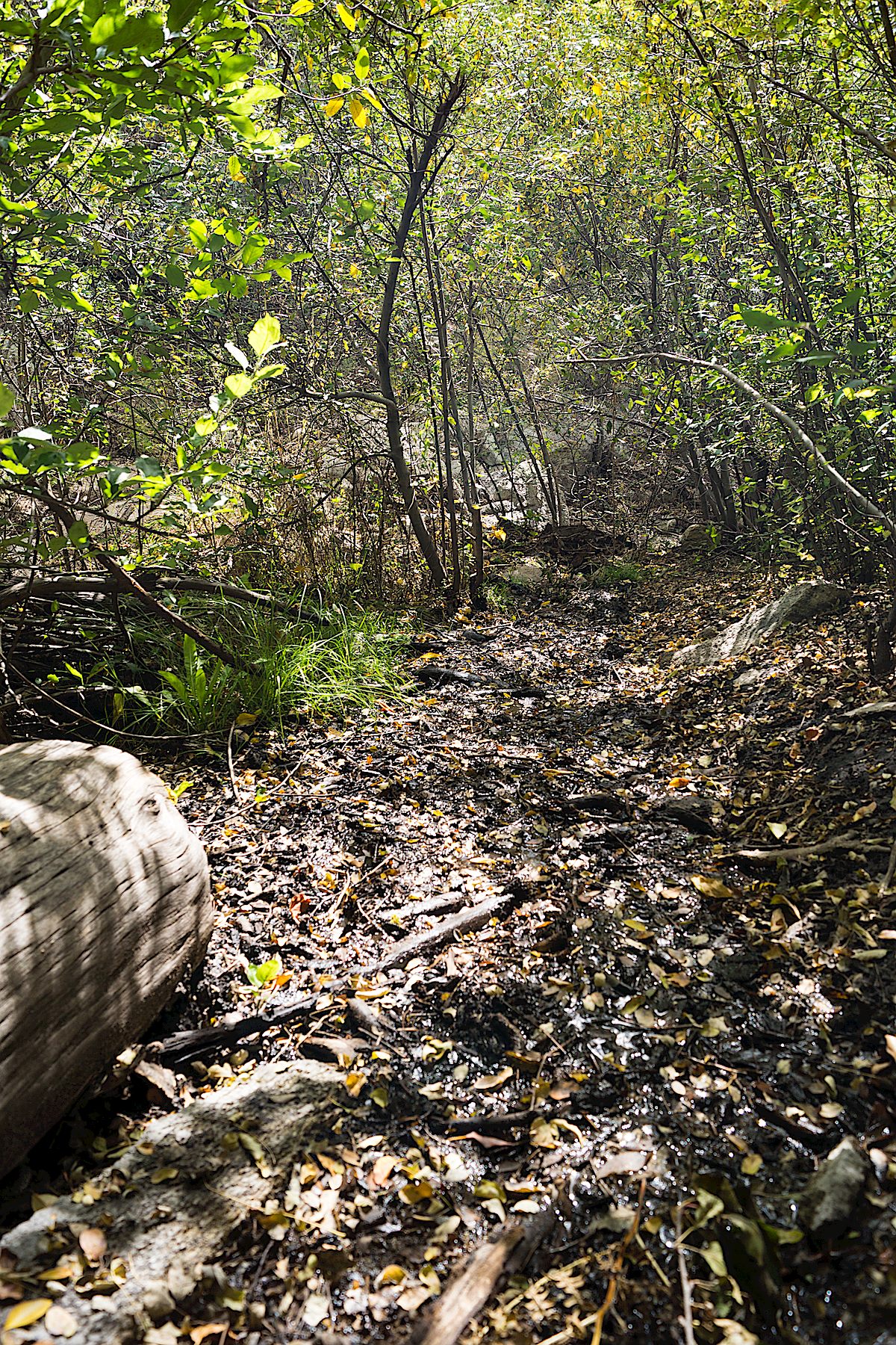 The Palisade Trail - wet and muddy below Mud Spring. October 2014.