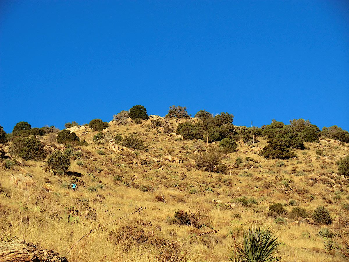 The Pontatoc Canyon Trail climbing a grassy hillside - this photo is from before the Finger Rock Fire burned this section of the trail. December 2011.