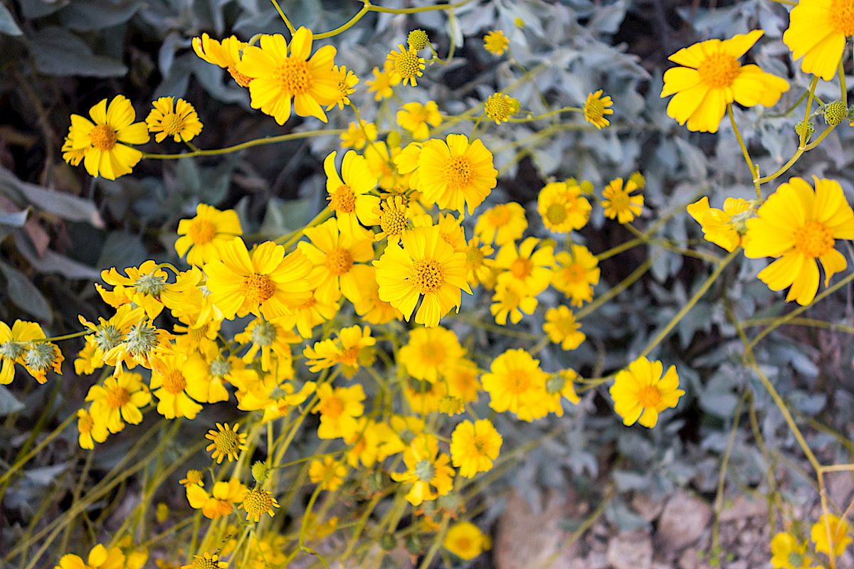 Brittlebush in Pontatoc Canyon. March 2015.