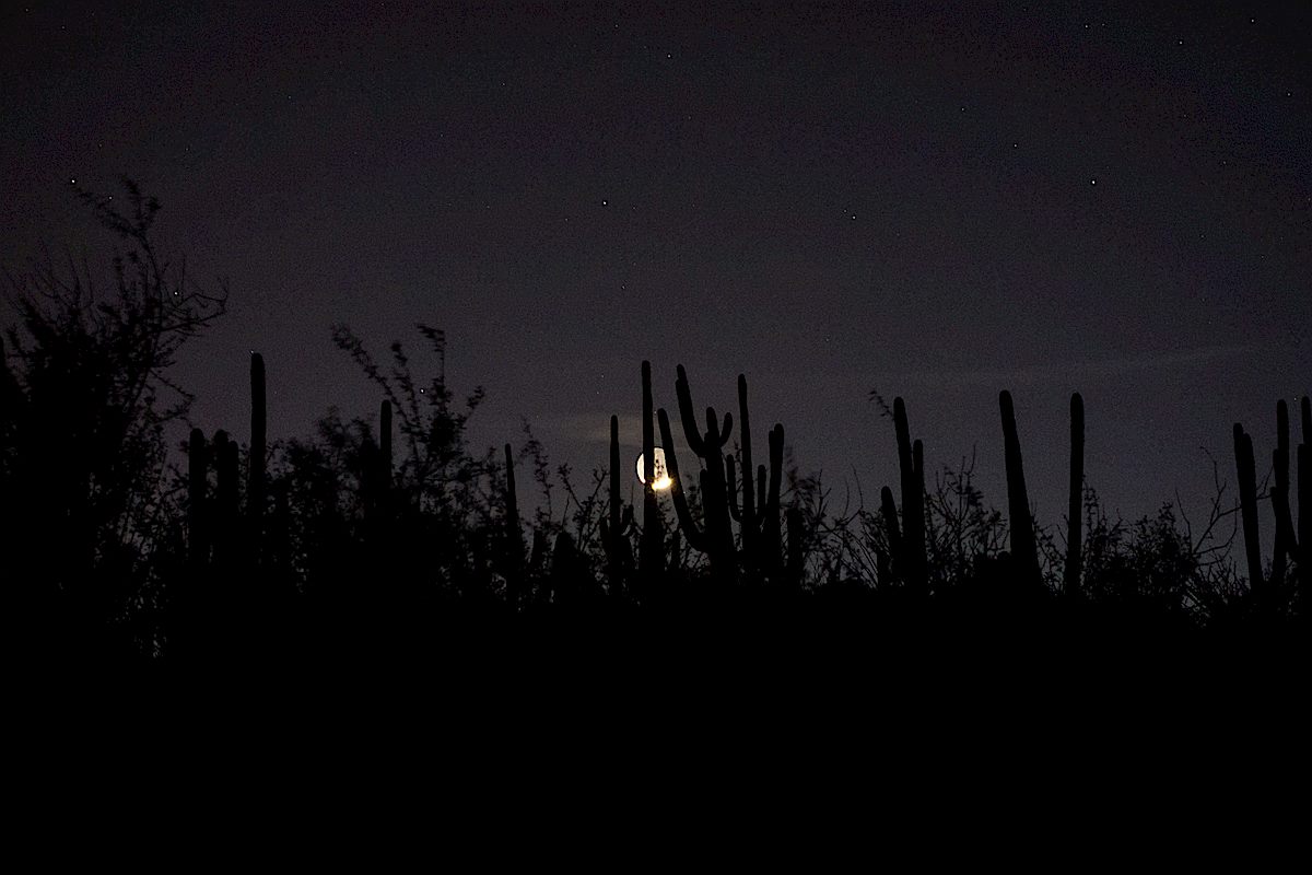 Moon thru the Saguaros near the start of the trail. March 2015.