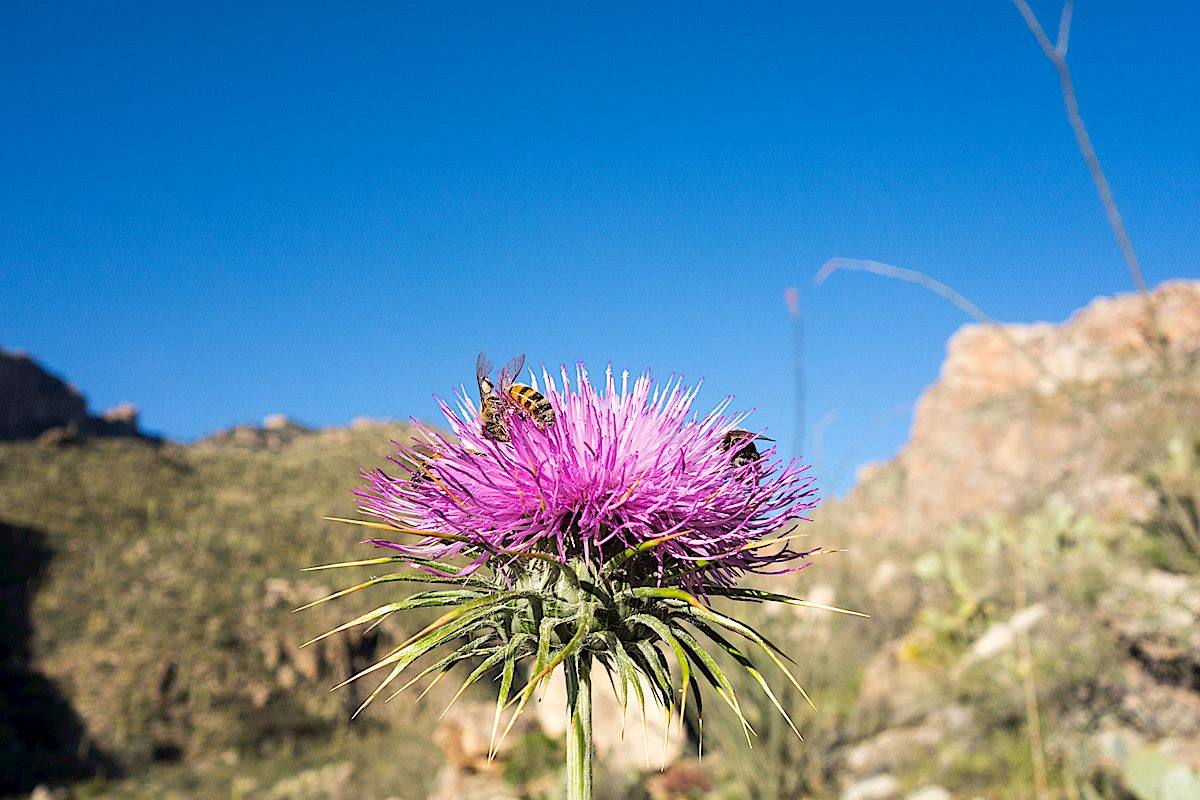 Thistle and Bees along the Pontatoc Canyon Trail. March 2015.