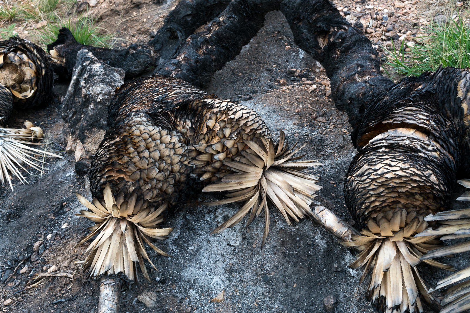 Burnt and fallen - a victim of the Finger Rock Fire. March 2016.