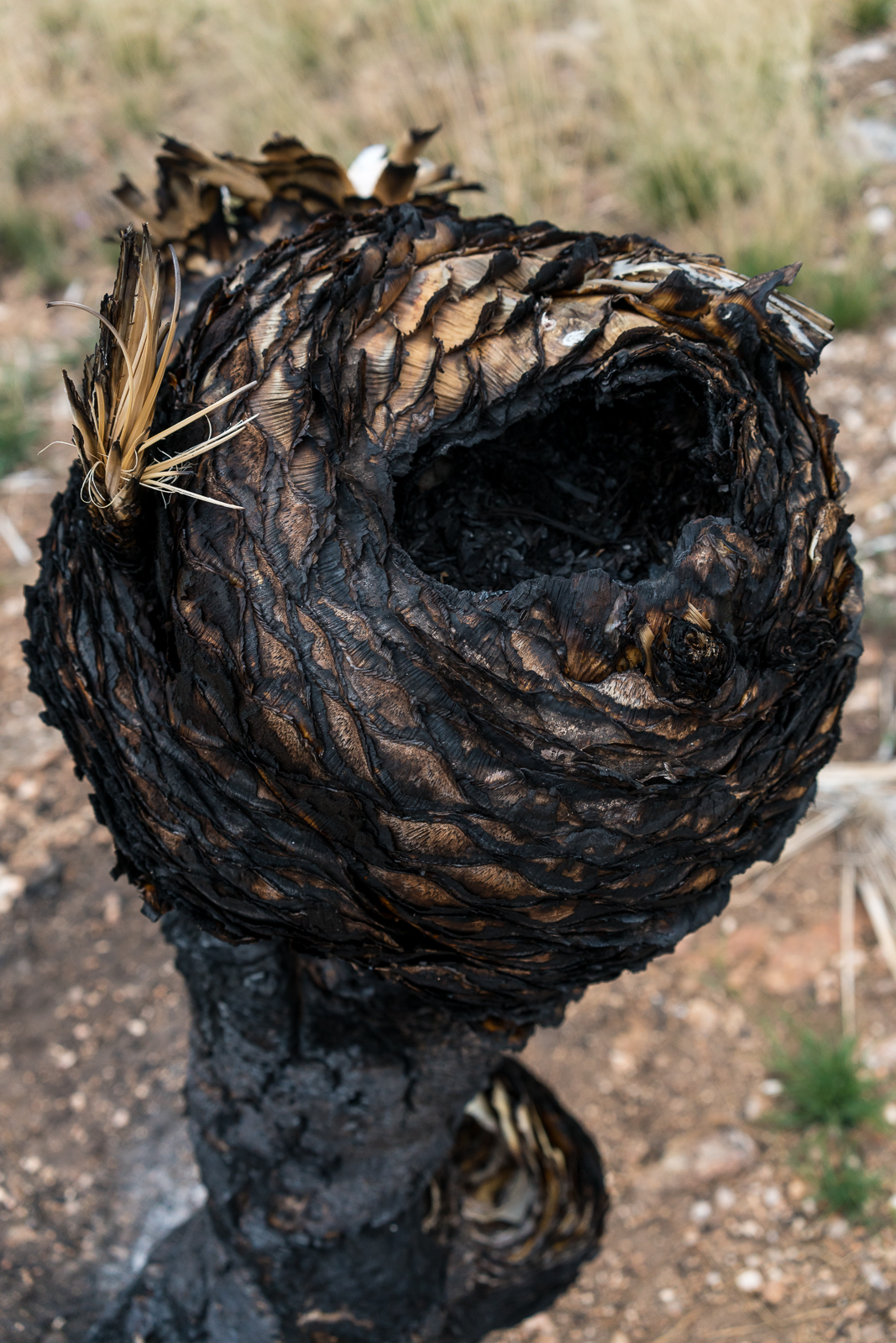 The strange alien shape of a Yucca burned in the Finger Rock Fire. March 2016.