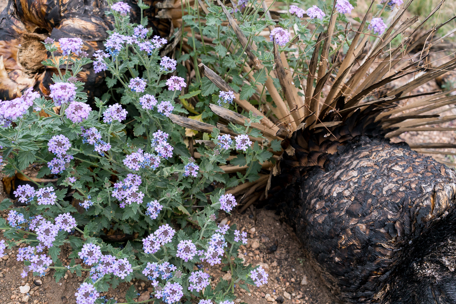 Fire and flowers along the upper section of the Pontatoc Canyon Trail. March 2016.