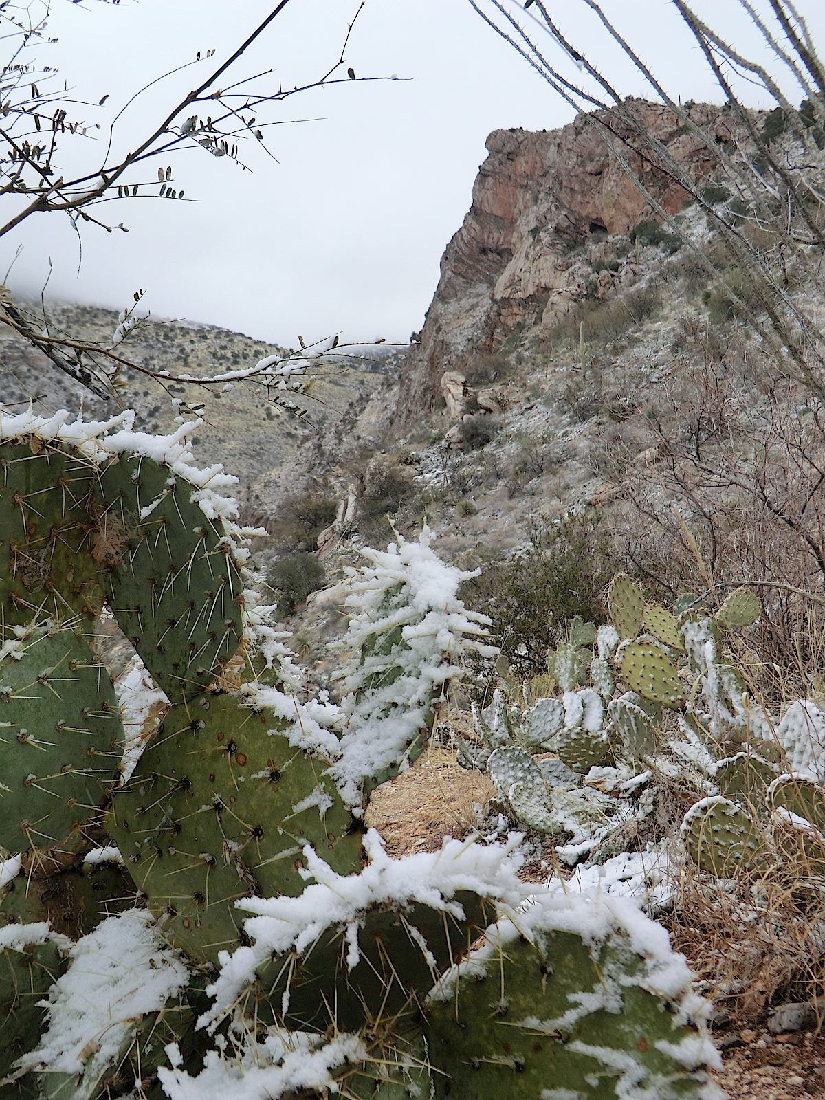 Snow and Frost on the Prickly Pears on a cold winter day. February 2013.