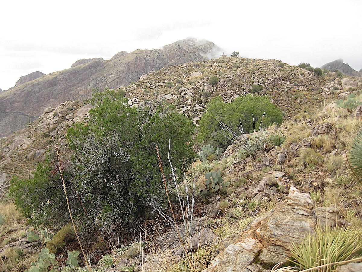 Rosewood Point with Pusch Peak and the Cleaver in the distance. November 2011.