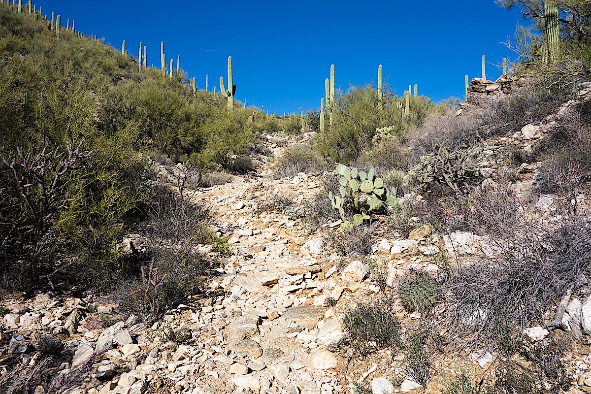 Near the start of the Soldier Trail. March 2014.