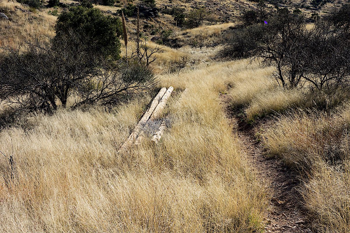 Old power poles along the Soldier Trail - this line used to supply power to the Prison Camp. February 2016.