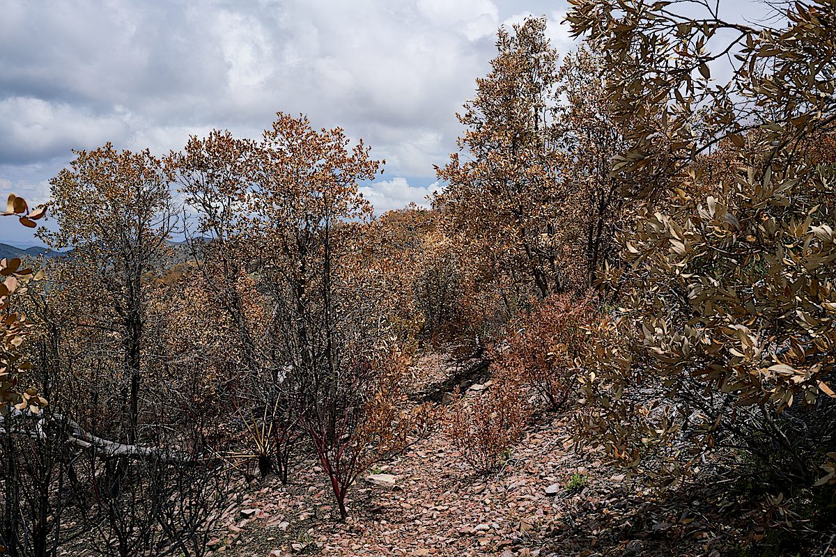 Entering an area burned by the 2017 Burro Fire on the Upper Brush Corral Trail. July 2017.