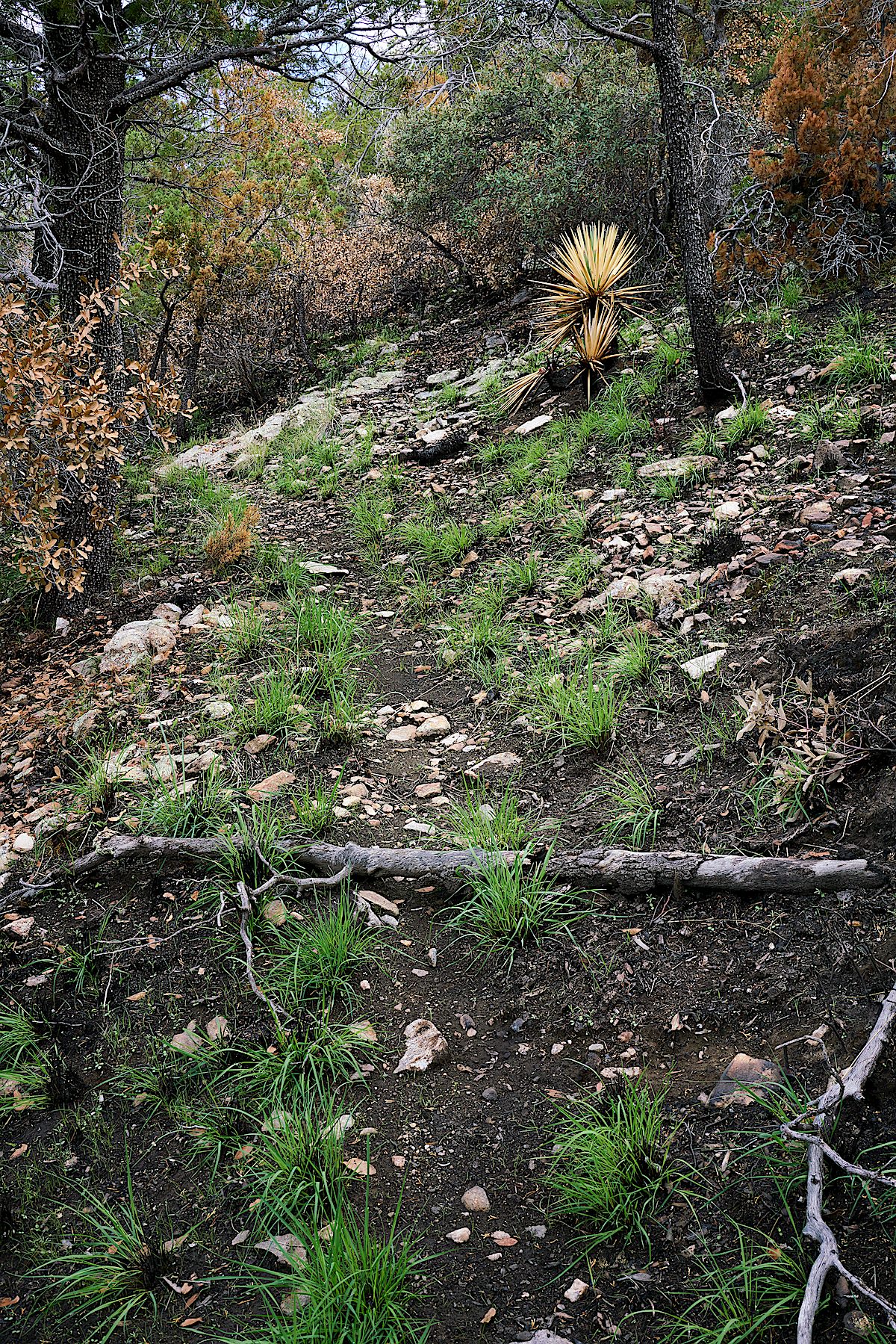 New grass growing just weeks after the Burro Fire - a lower section of the Upper Brush Corral Trail burned in the 2017 Burro Fire. July 2017.