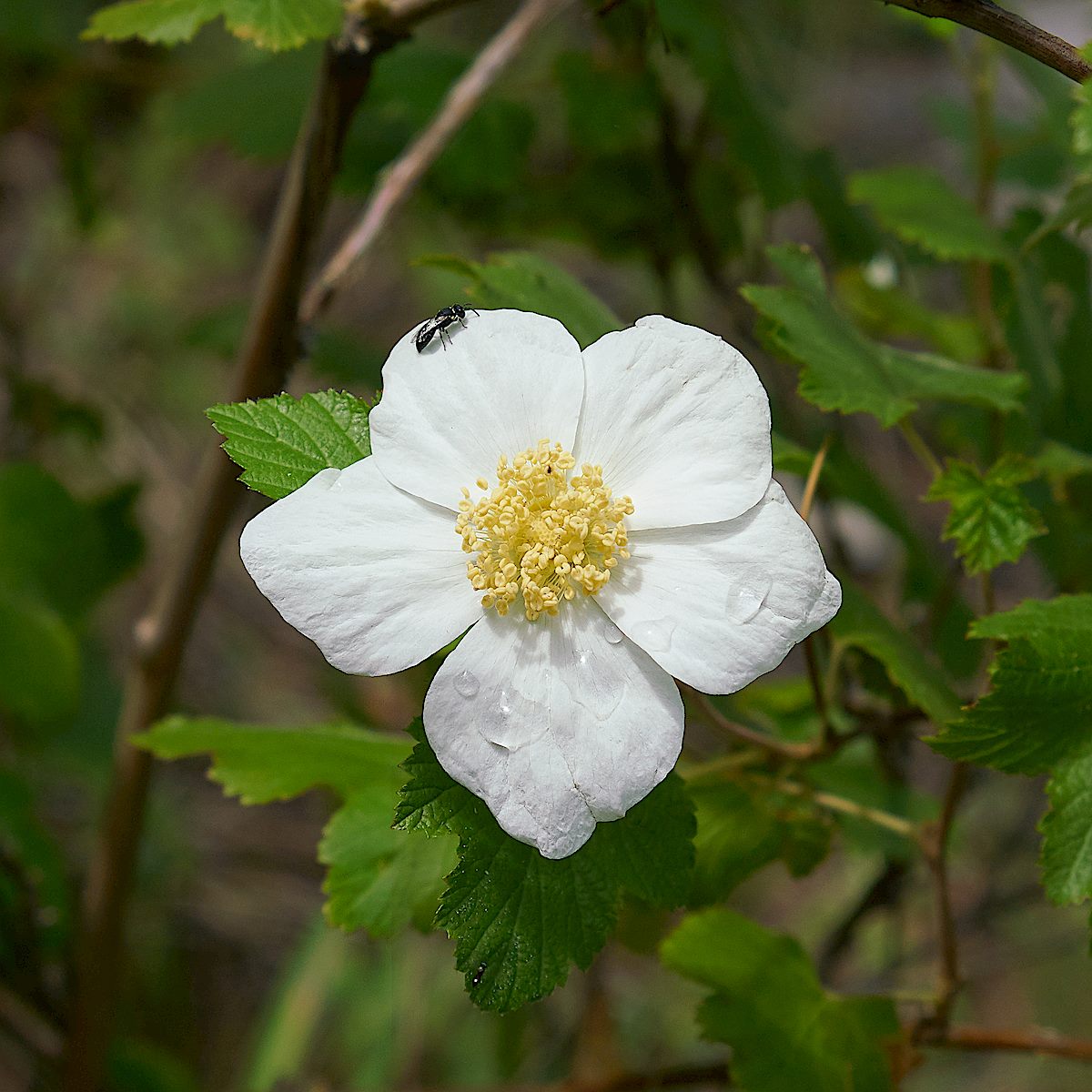 Raspberry flower on the Upper Brush Corral Trail. July 2017.